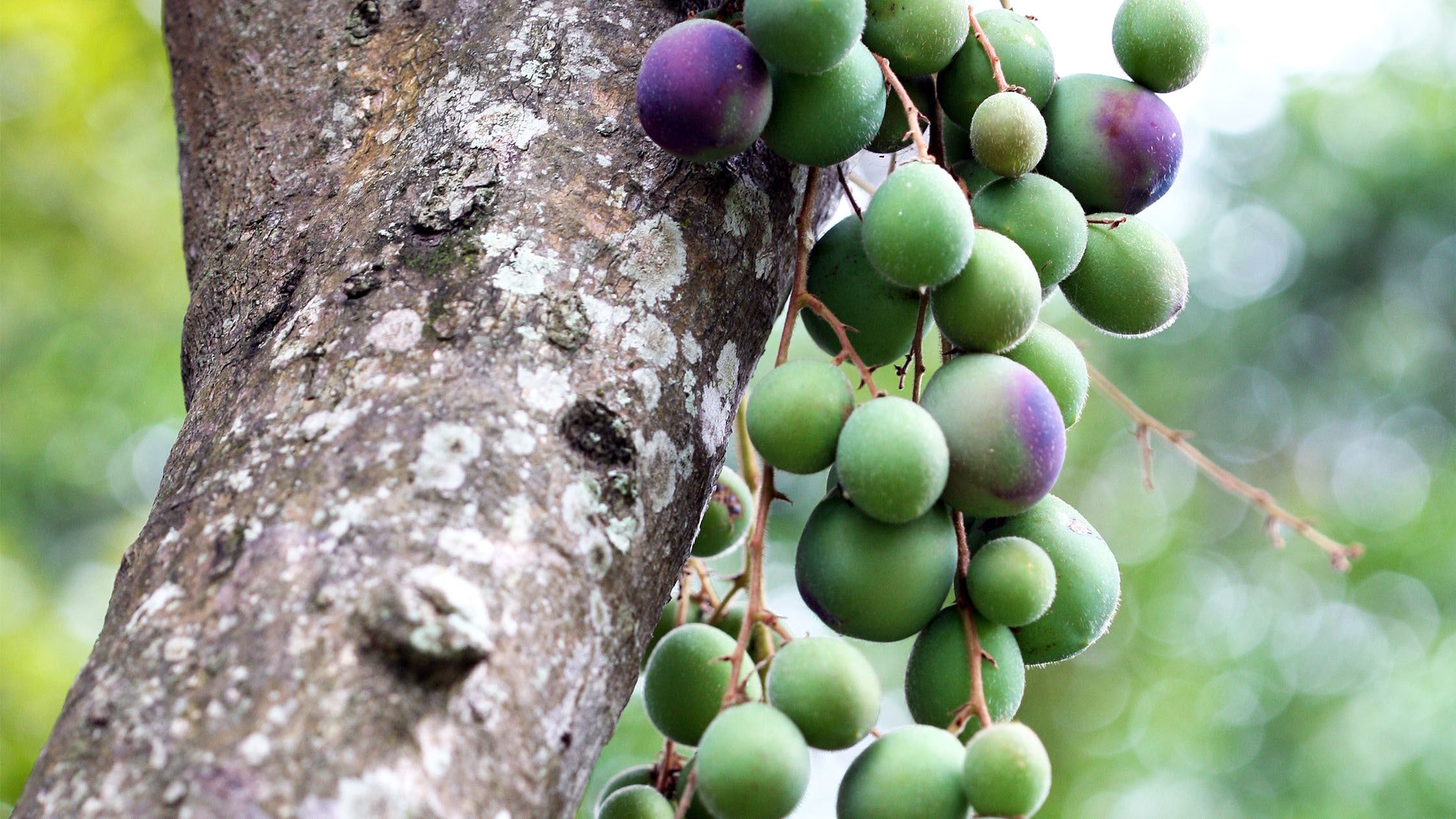Australian Davidson Plum - Superfood for the skin