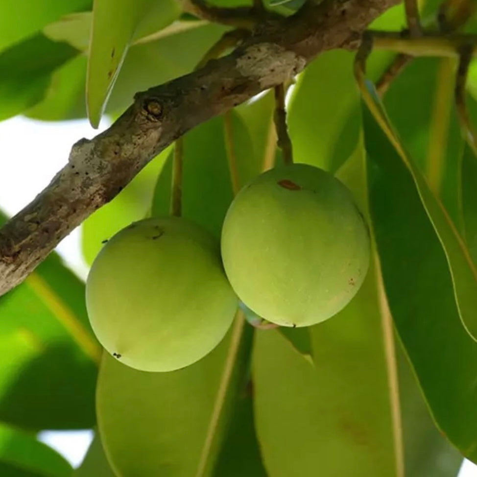 Tamanu oil - Nature's 'First aid oil'