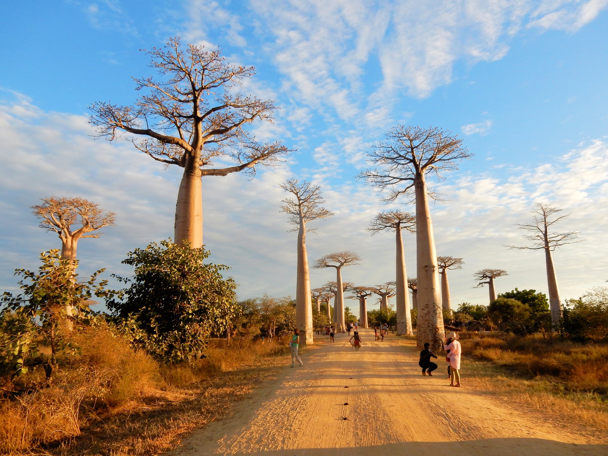 The benefits of baobab oil for your skin