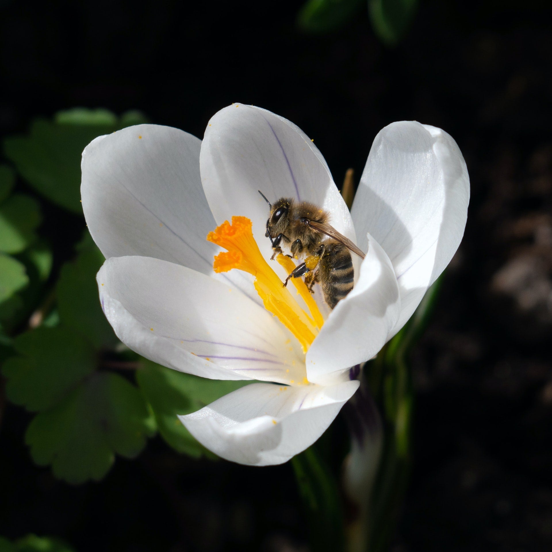 WHAT WE LOVE ABOUT BEES