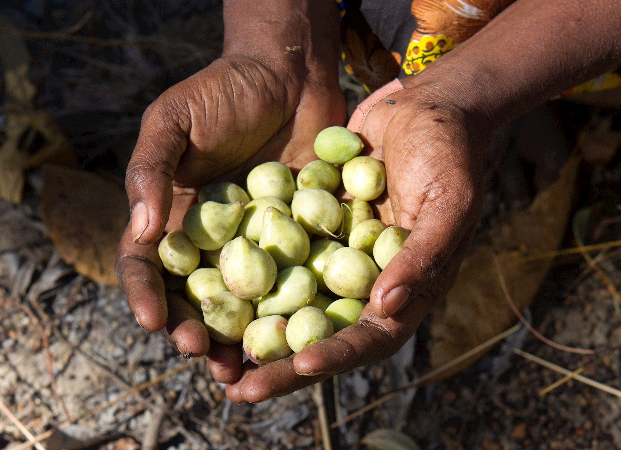 Kakadu Plum - Skincare Superfood