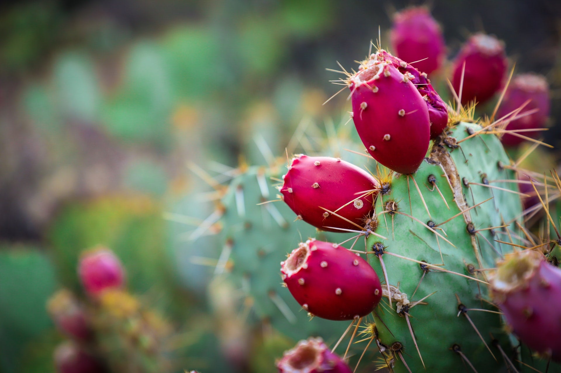 Why your skin loves prickly pear seed oil